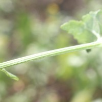 Wollastonia biflora (L.) DC.